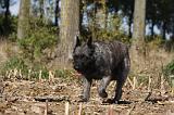 BOUVIER DES ARDENNES 291
